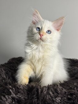Něvská maškaráda - dva červení princové hledají svůj domov - 6