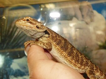 Agama vousatá (Pogona vitticeps) - 6