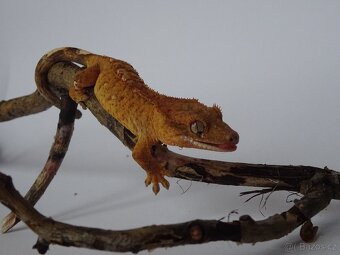 pagekon řasnatý (Correlophus ciliatus) - 6