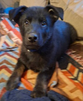 Prodám štěňata německého ovčáka - 6