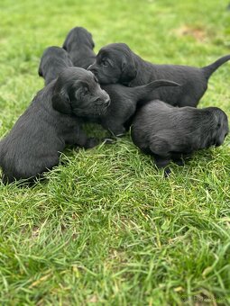 Flat coated retriever - 6