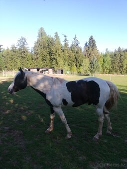 Připouštění homozygot. hřebci APH a Appaloosa - 6