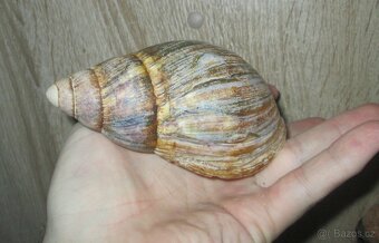 Ulity mlžů a obřích plžů - 6