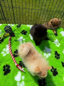 Pomeranian s PP - 6