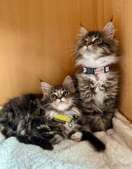 Mainská mývalí koťata - MCO - 6