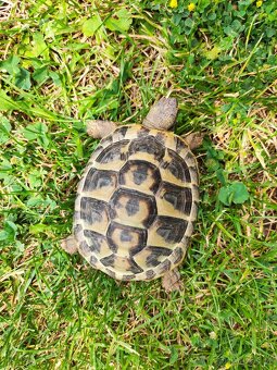 suchozemská želva zelenavá a vroubená, terárium - 6