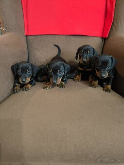 Jezevcik krátkosrtsty - 6