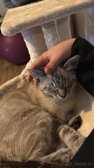 Daruji do dobrých rukou dvě kočičky - 6