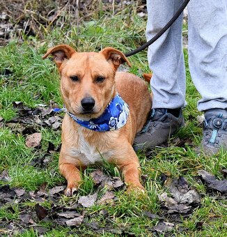 CHULIO K ADOPCI - 1 ROK, UMAZLENÝ, HODNÝ, VHODNÝ K DĚTEM - 6