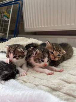 🐾 Koťátka hledají milující domovy 🐾 - 6
