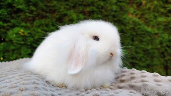 Zakrslý beránek, králíček, králík - ŠMUDLINKA - 6