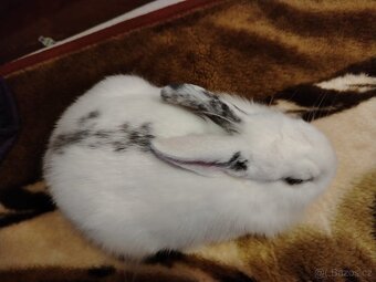 Zakrslý kralík,  králíček - 6