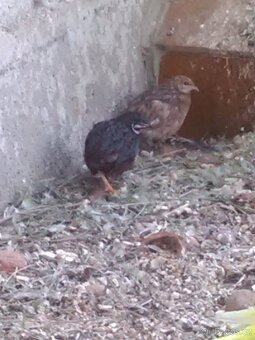 KŘEPELKA ČÍNSKÁ - 6