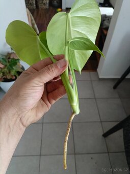Monstera aurea - 6