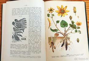 Malý Brem - Rostlinopis, 279 obrazů, 17 barevných tabulí - 6