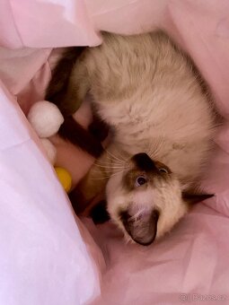 Koťátka Ragdoll s PP - 6