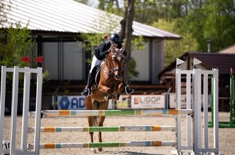 Český sportovní pony B - 6