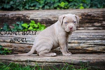 American bully XL/XXL - 6