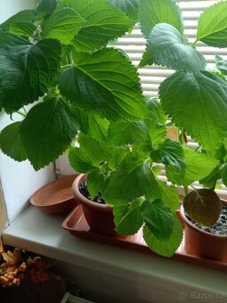 Africké kopřivy - 6