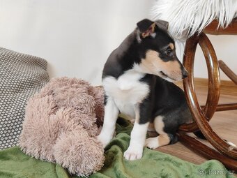 krátkosrstá kólie - 6