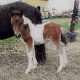 Připouštění Shetland pony - 6