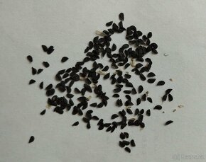 Česnek cupaní - Allium cupani - 200 semen 50 Kč - 6