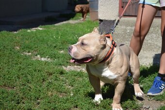American bully - 6