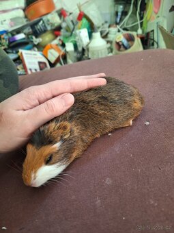 Mláďata morčat samci - 6