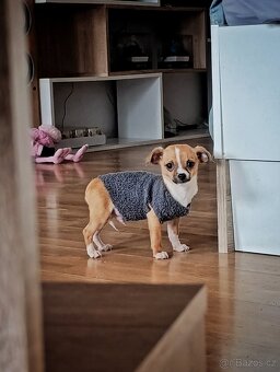 Štěňátko pejsek Čivava - 6