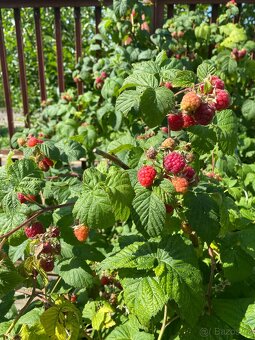 Džemy z Jižní Moravy - 6