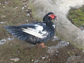 PRODÁM NÁSADOVÁ VEJCE PIŽMOVÝCH KACHEN KRÁSNÝCH BAREV - 6