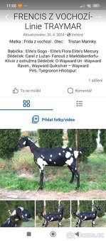 Anglonubijska koza - 6