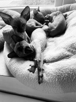 Sphynx - 6