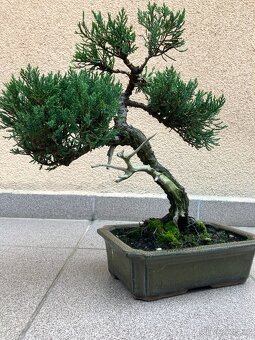 Bonsai, bonsaj, jalovec, juniperus sabina - 6