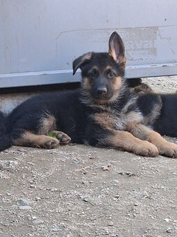 Německý ovčák - 6