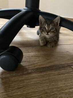 Daruji dva kocourky-koťata - 6