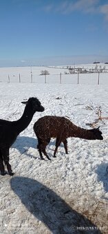 Lama alpaka - 6
