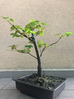 Bonsai, Bonsaj, jamadori, javor mléč - 6