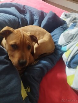 Americký pitbullteriér štěně - 6