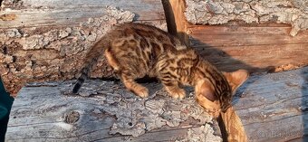 Kočka bengálská - 6