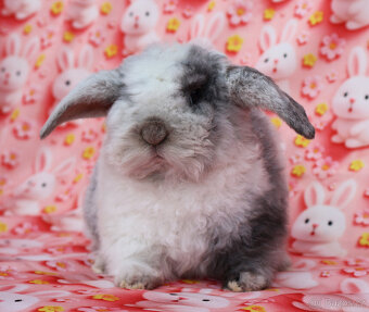 Zakrslý králíček rex beránek LT sameček - 6