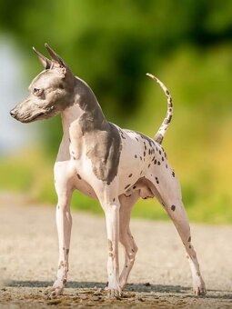 Americký bezsrstý teriér - 6