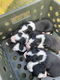 Štěňátko-Border colie Trikolor - 6