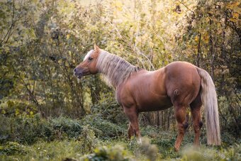 Pripúšťanie QH Palomino -reining - 6