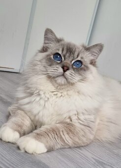 Ragdoll koťátko, holčička blue mitted s PP - 6