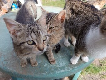 Koťata zdarma - 6