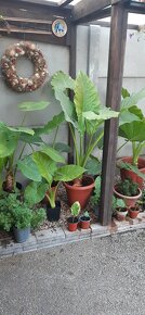 Kolokazie jedlá-Taro - 6