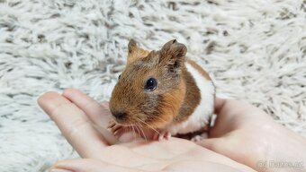 Morče, Morčata, Morčátko, Morčátka - JACOB A JAMES - 6