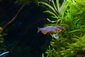 Dánio perlové - Razbora galaxy - 6