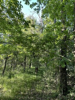 Prodám lesní pozemek v k.ú. Oplot - 6